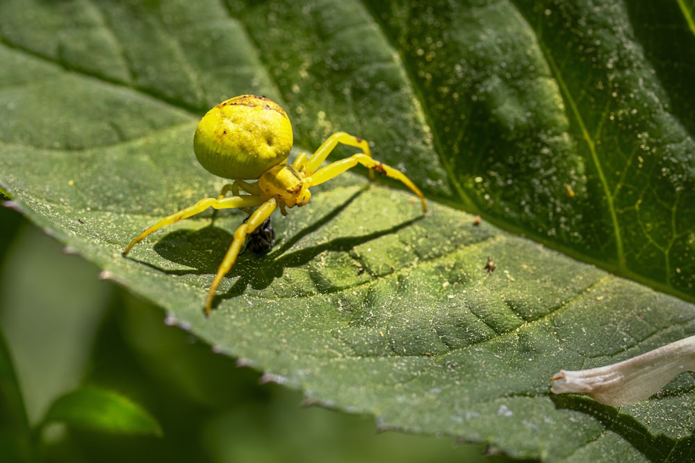 yellow spider on green leaf