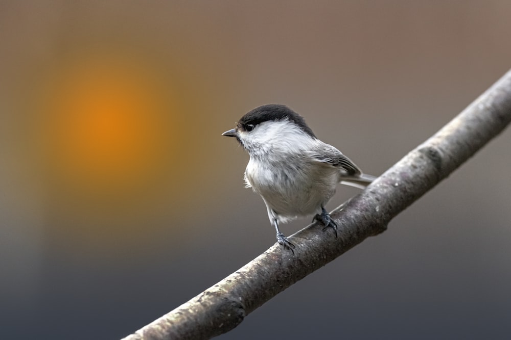 white and black bird on tree branch