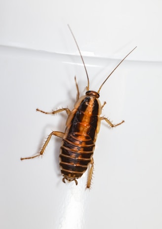 a brown and black bug on a white surface