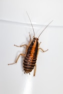 a brown and black bug on a white surface