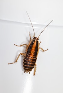 Cockroach