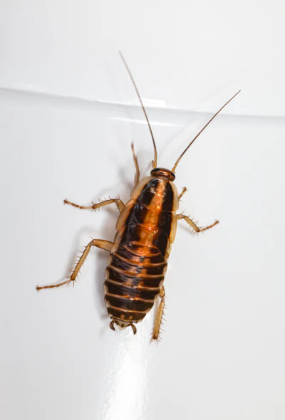 Cockroach control