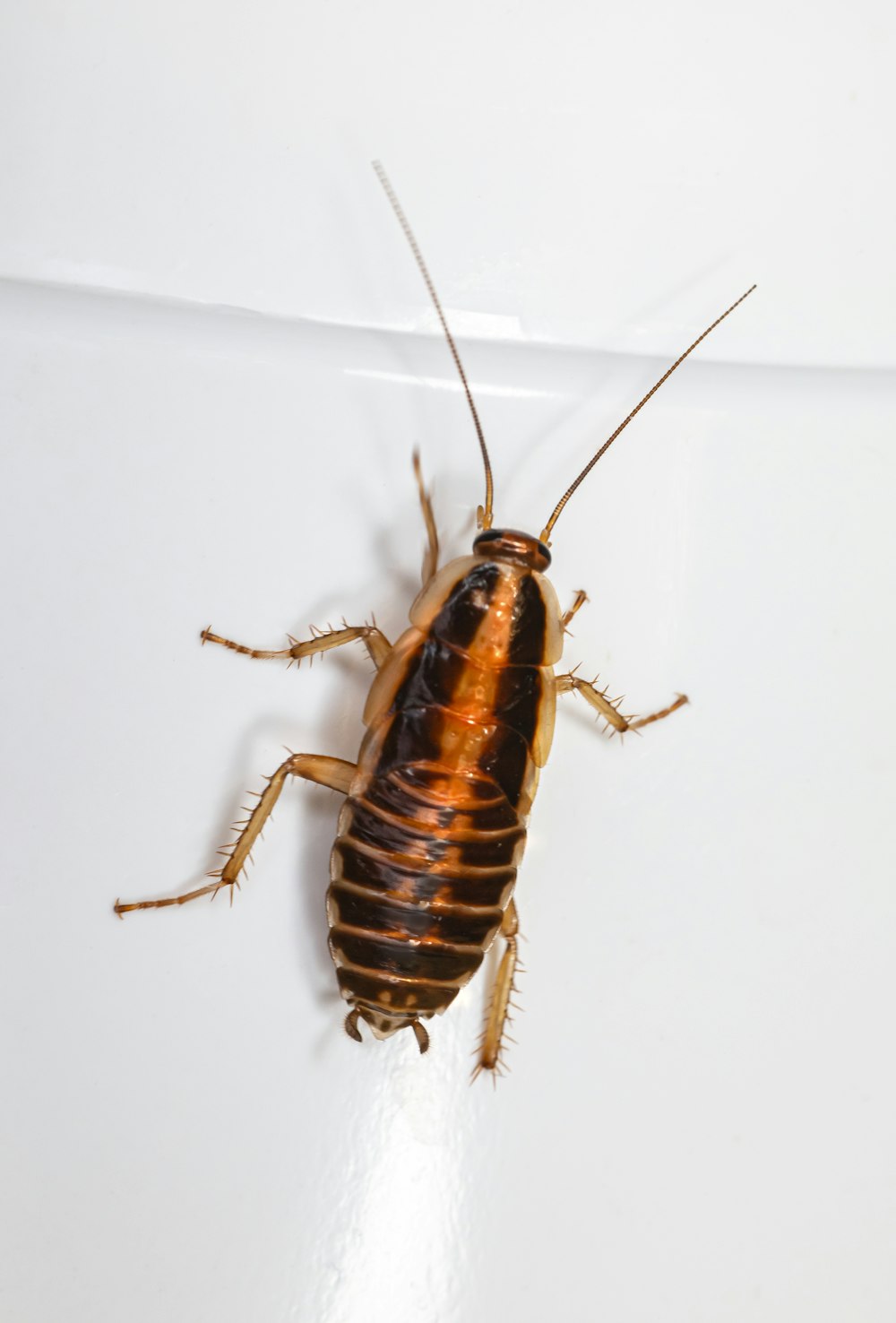 Un insecto marrón y negro sobre una superficie blanca