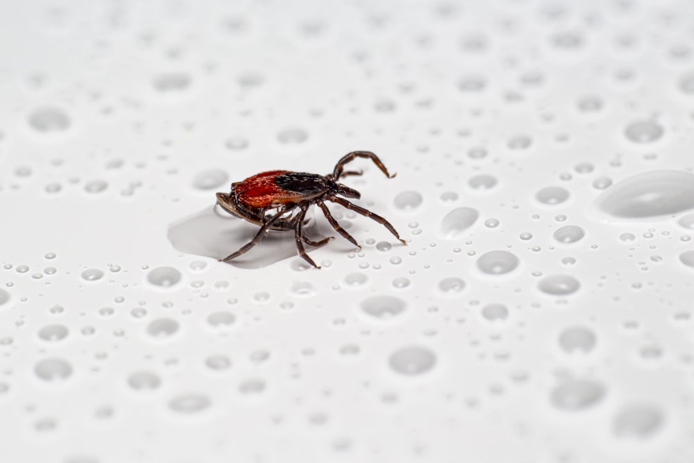 Braune Spinne auf weißem Braille-Papier