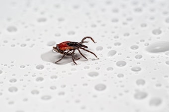 A small tick with a dark brown body and red markings is walking across a smooth surface covered with numerous water droplets. The droplets vary in size, creating a textured appearance against the otherwise plain background.