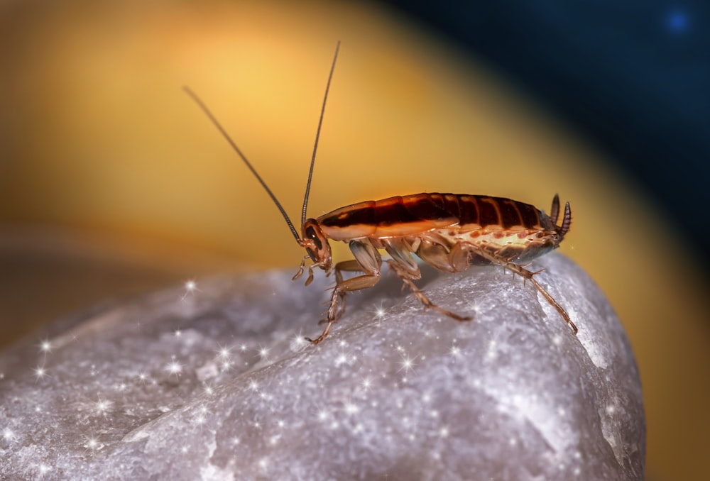 Pesce marrone e nero su ghiaccio