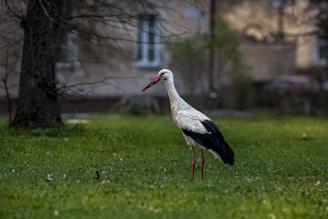 A stork with a white body and black wings stands on grass, surrounded by a background of blurred trees and buildings.