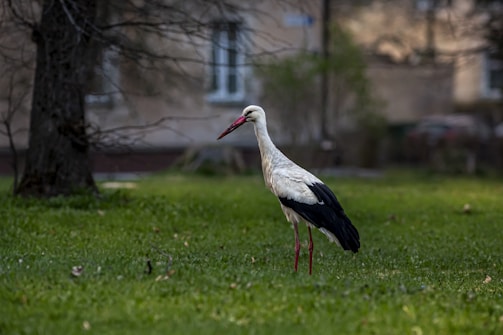 A stork with a white body and black wings stands on grass, surrounded by a background of blurred trees and buildings.