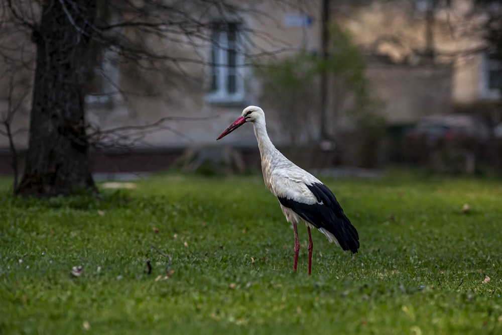 white stork on green grass field during daytime