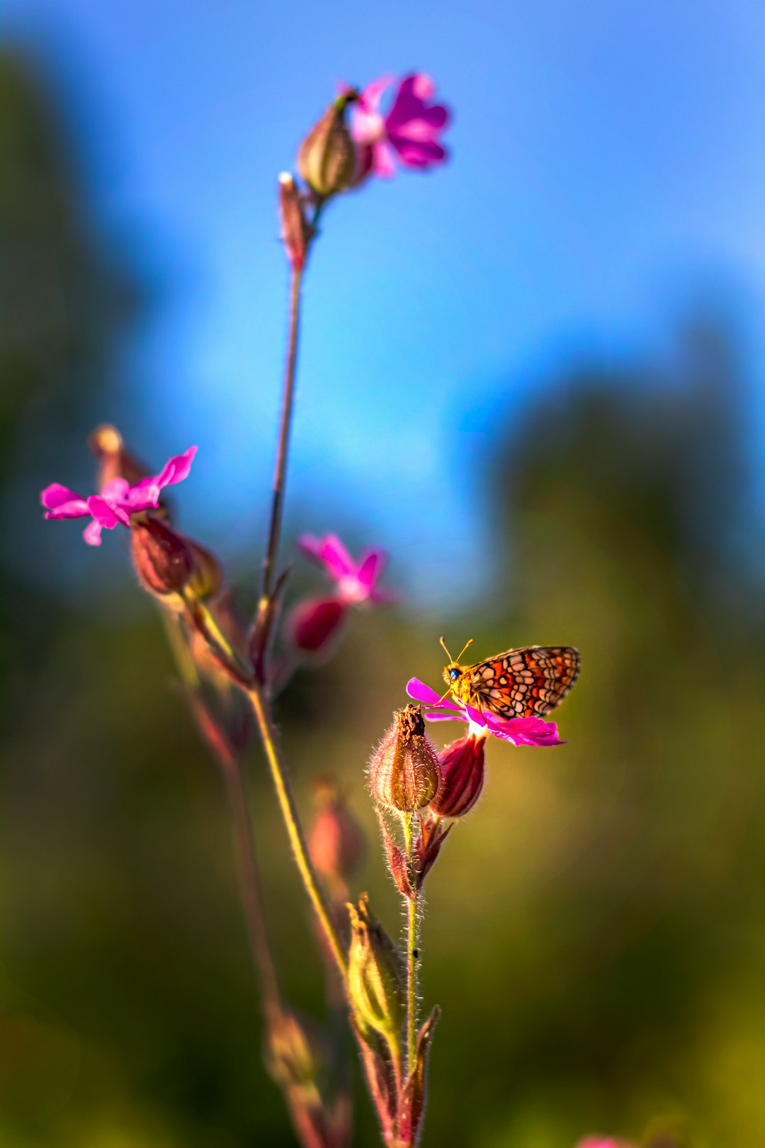 brown and black butterfly perched on pink flower in close up photography during daytime
