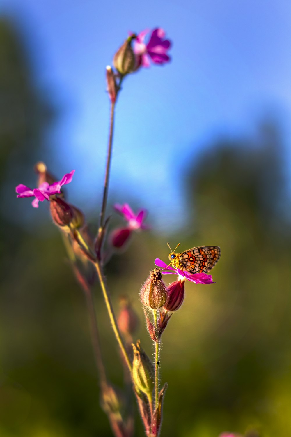 Brauner und schwarzer Schmetterling sitzt tagsüber auf rosa Blume in Nahaufnahmen