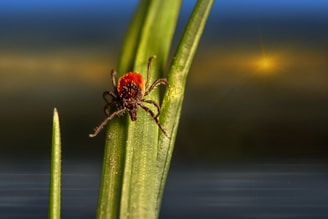 a red spider sitting on top of a green plant