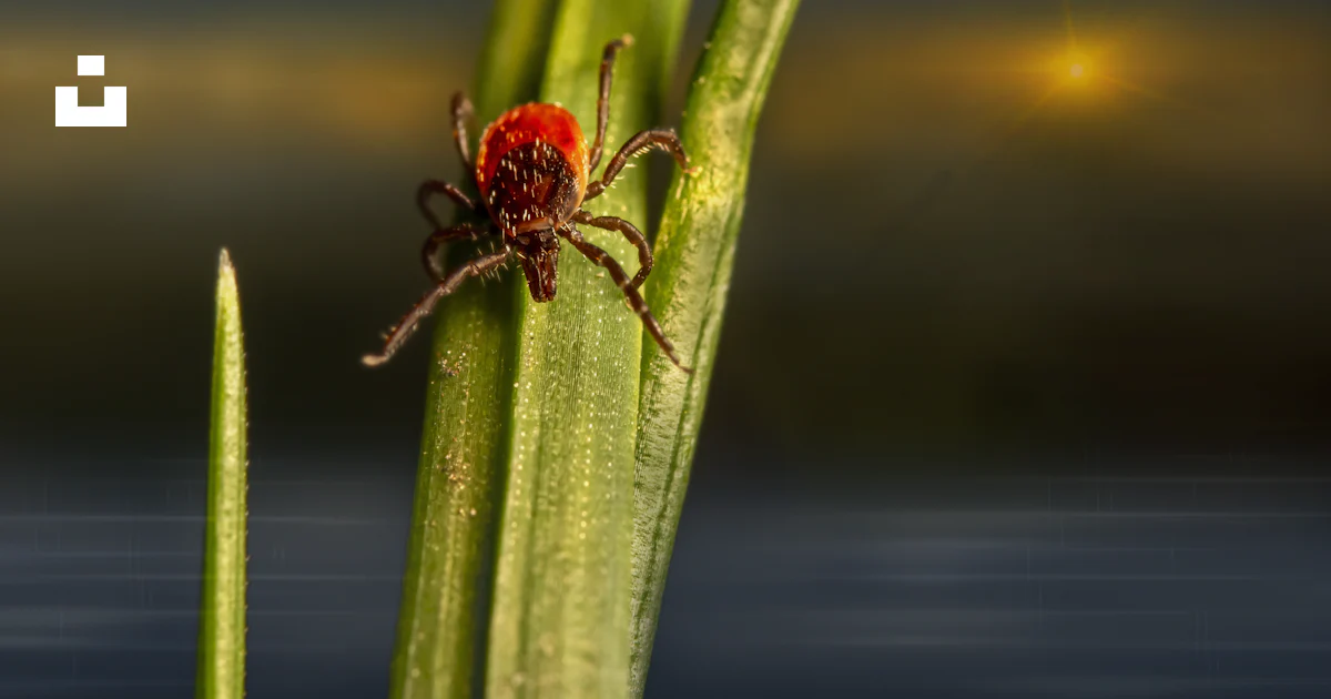 Une araignée rouge assise au sommet d’une plante verte photo – Photo ...