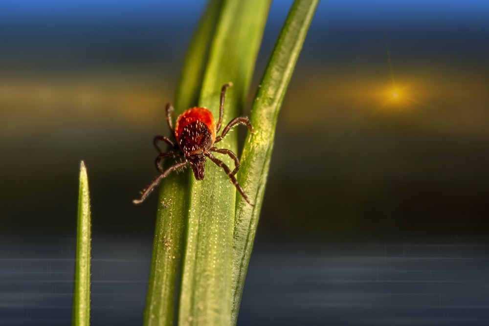 Una araña roja sentada encima de una planta verde