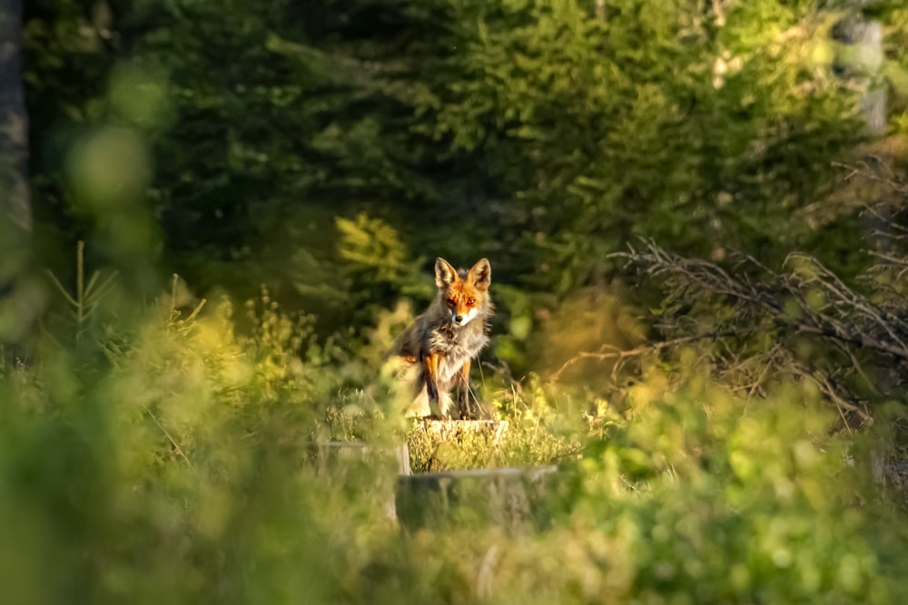 brown fox on green grass during daytime