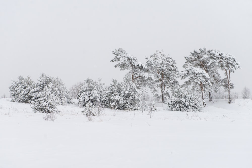 snow covered trees during daytime