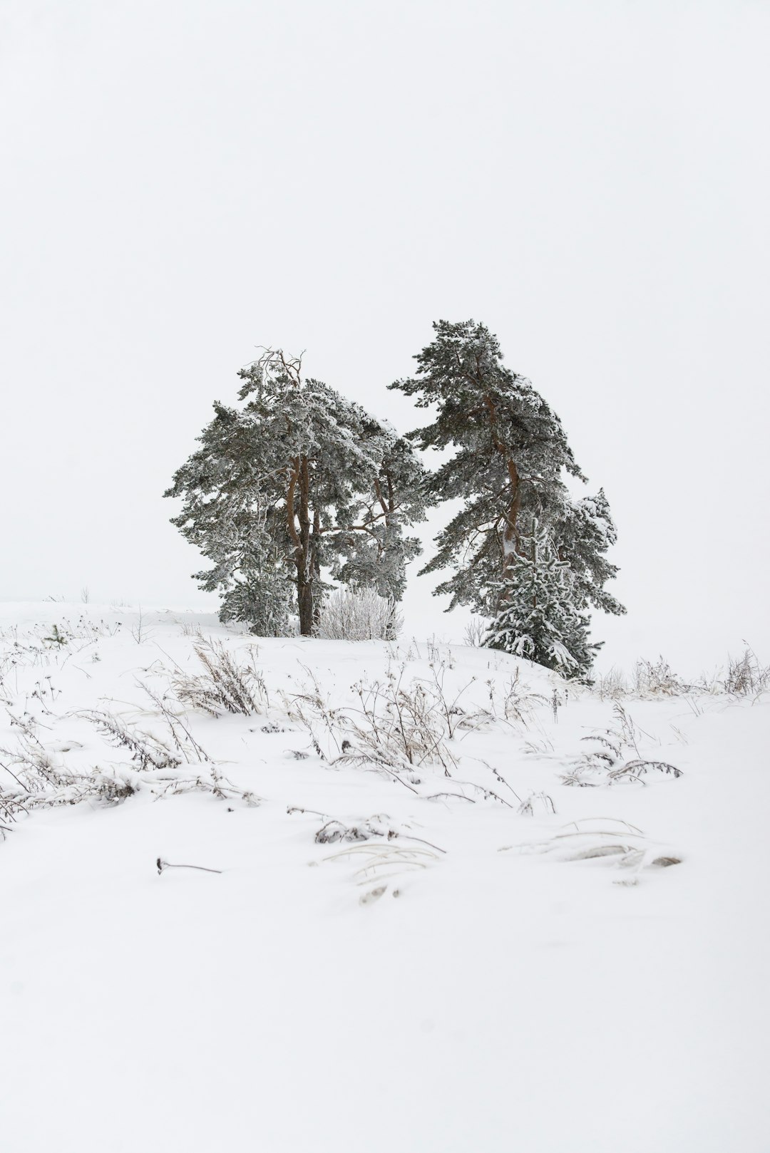 green trees covered with snow during daytime