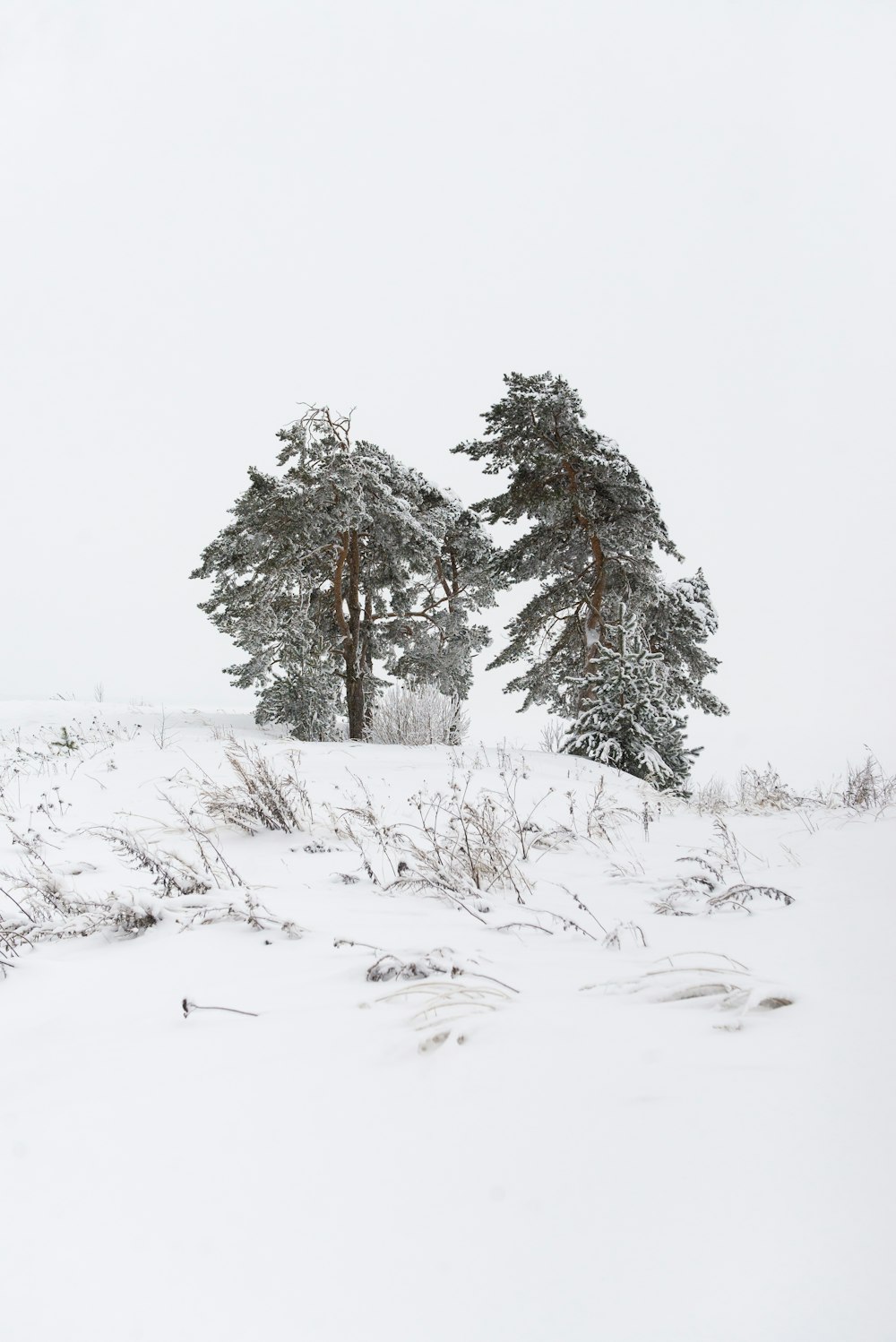 árboles verdes cubiertos de nieve durante el día