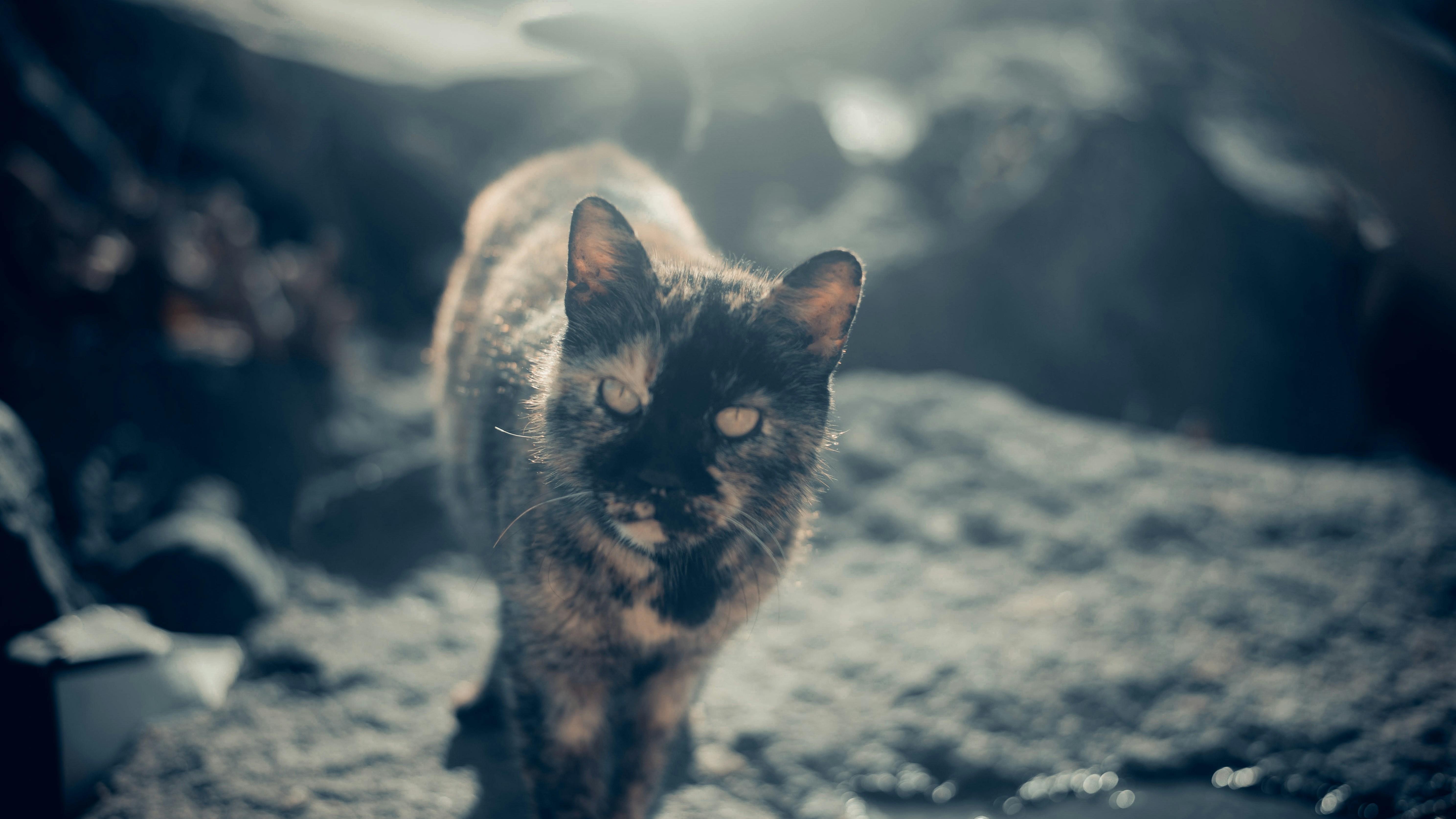 gatto marrone e nero sulla sabbia grigia durante il giorno