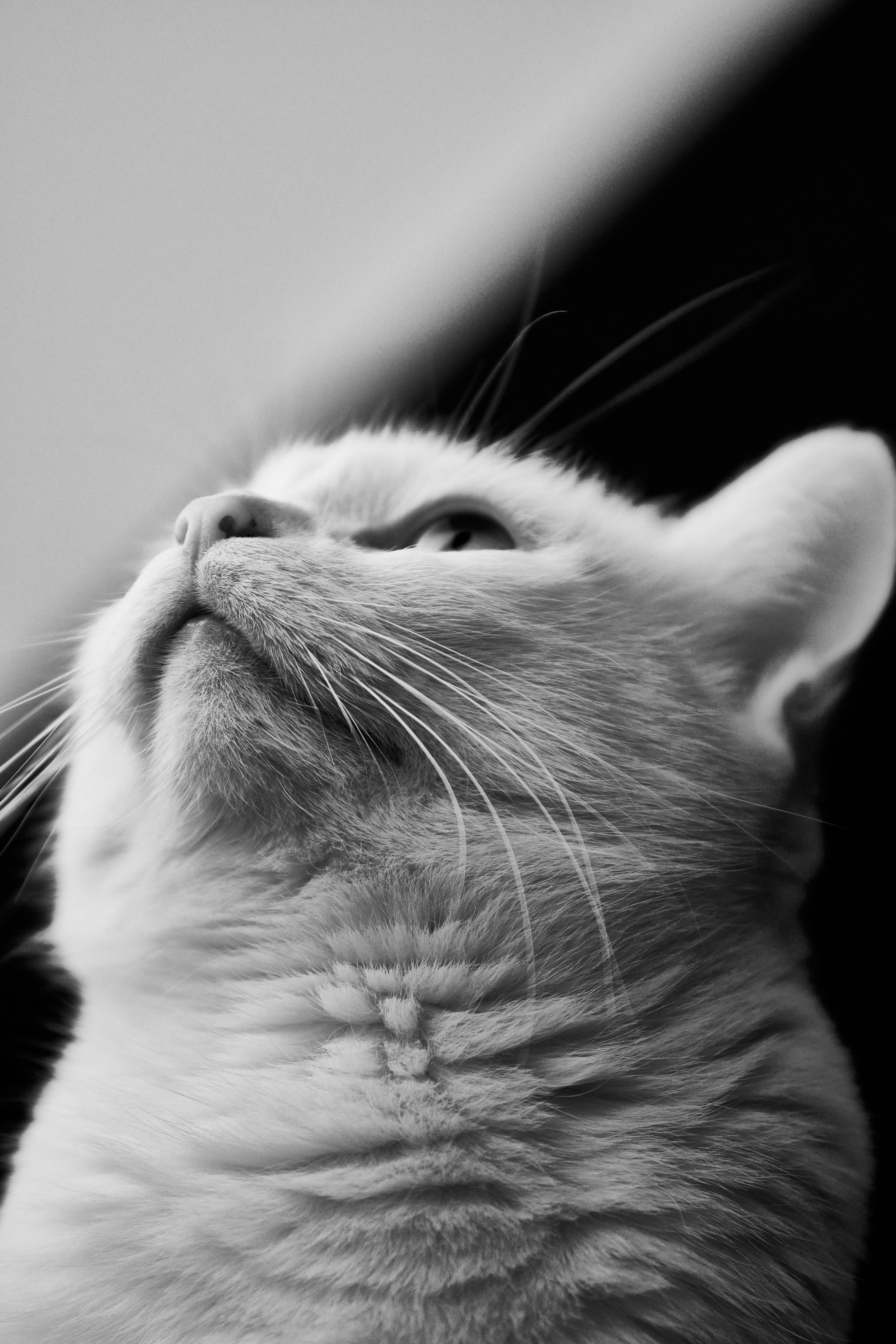 white and gray cat in grayscale photography