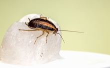 Roach Control Auburn Ga