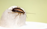 cucaracha 