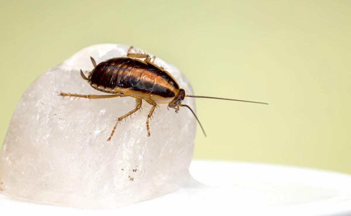 Close macro photograph of a cockroach, one of the common pests treated by Hialeah Pest Control