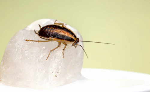 Cockroaches