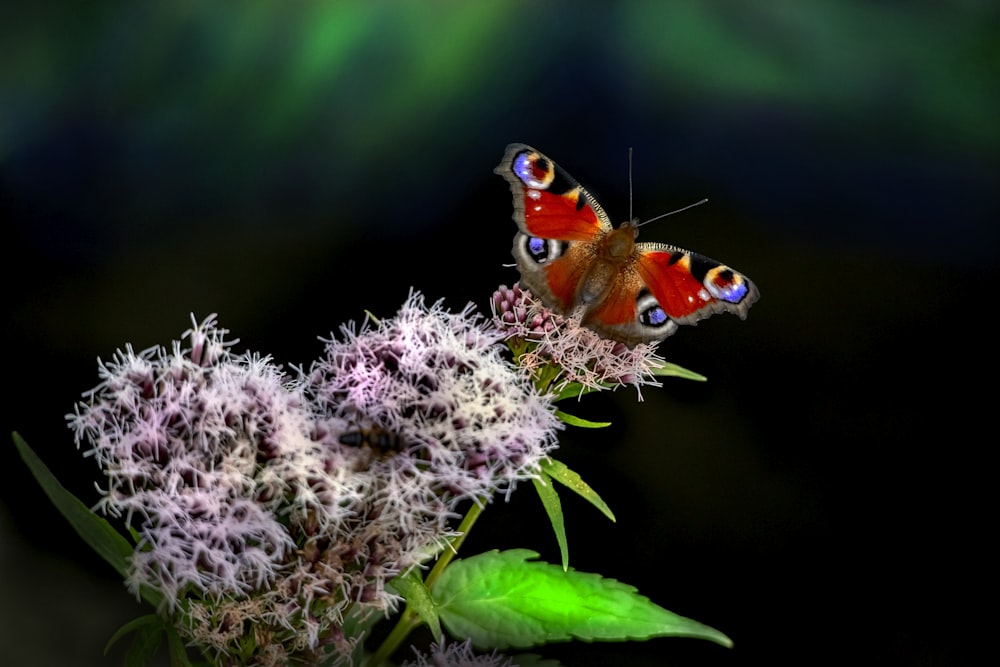 red and black butterfly perched on white flower in close up photography during daytime