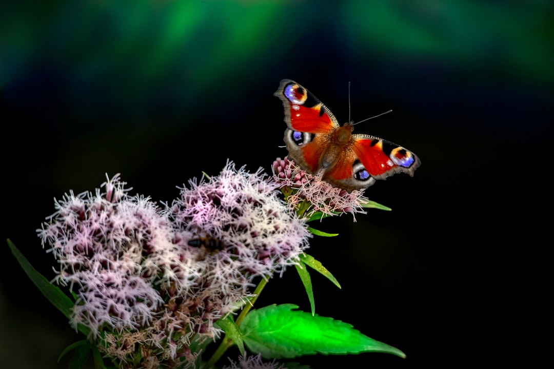 red and black butterfly perched on white flower in close up photography during daytime