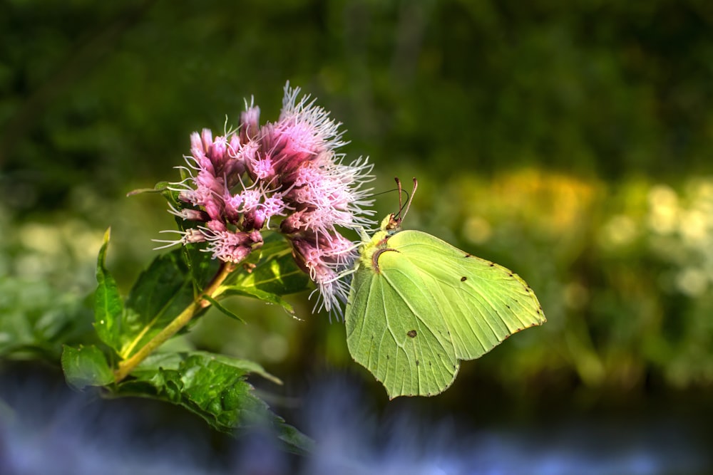 a green butterfly sitting on top of a pink flower