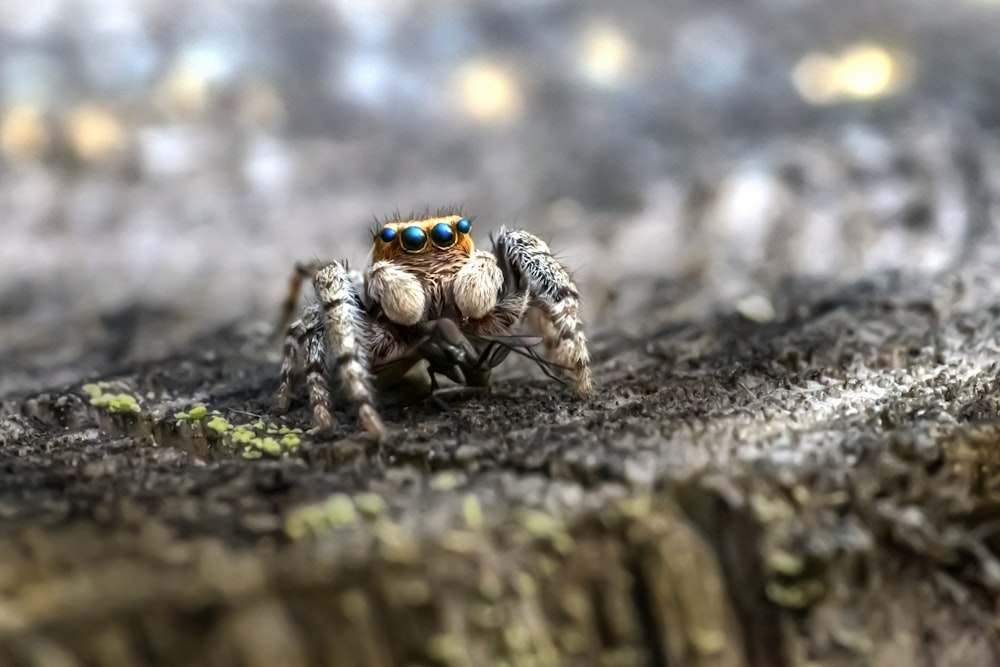 black and brown spider on brown wood