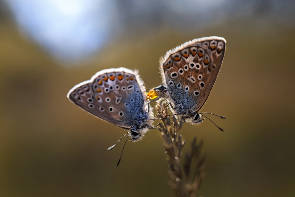 brown and white butterfly perched on brown plant