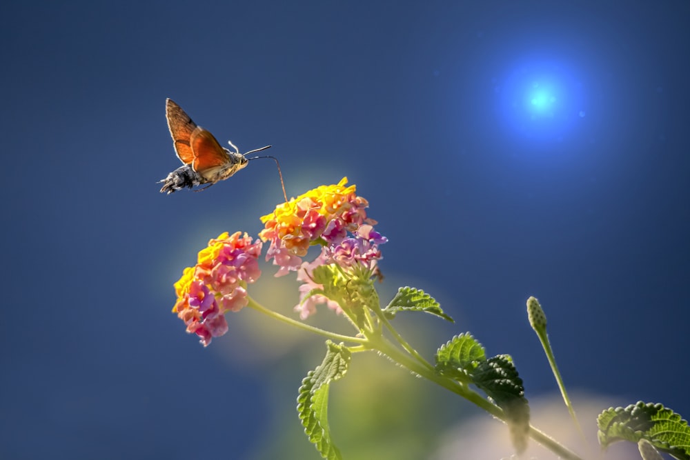 papillon brun et noir sur fleur rose