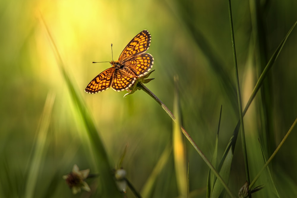 brown and black butterfly perched on green plant during daytime