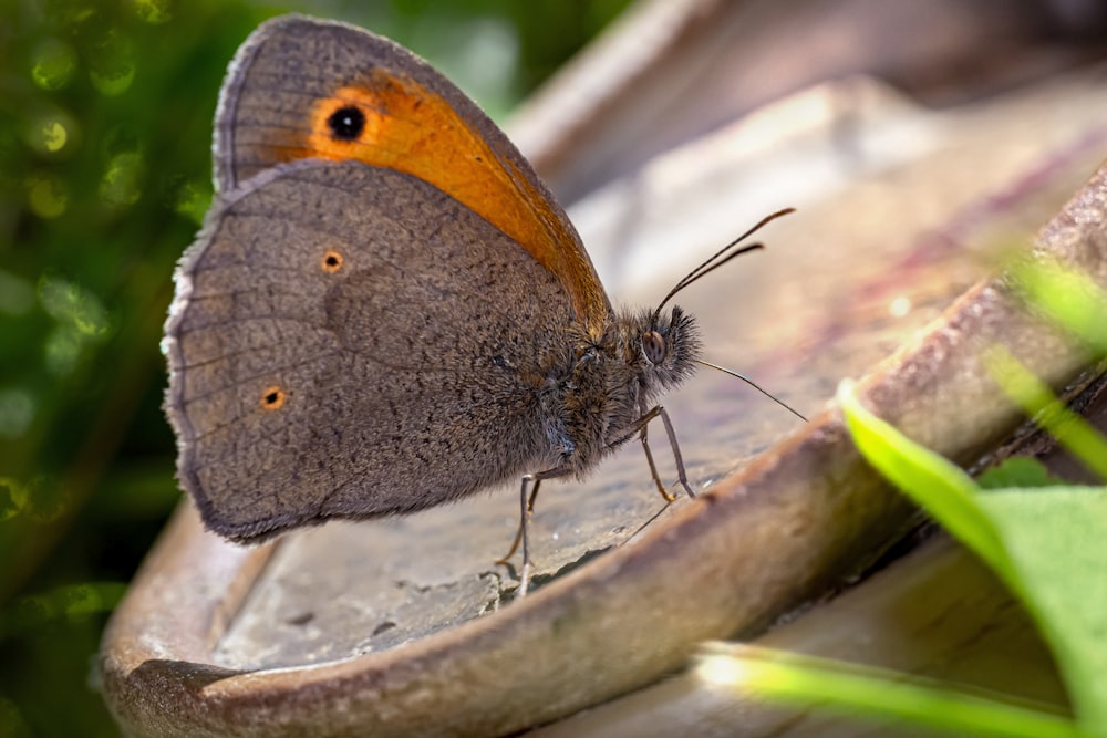 brown and white butterfly on brown wooden stick