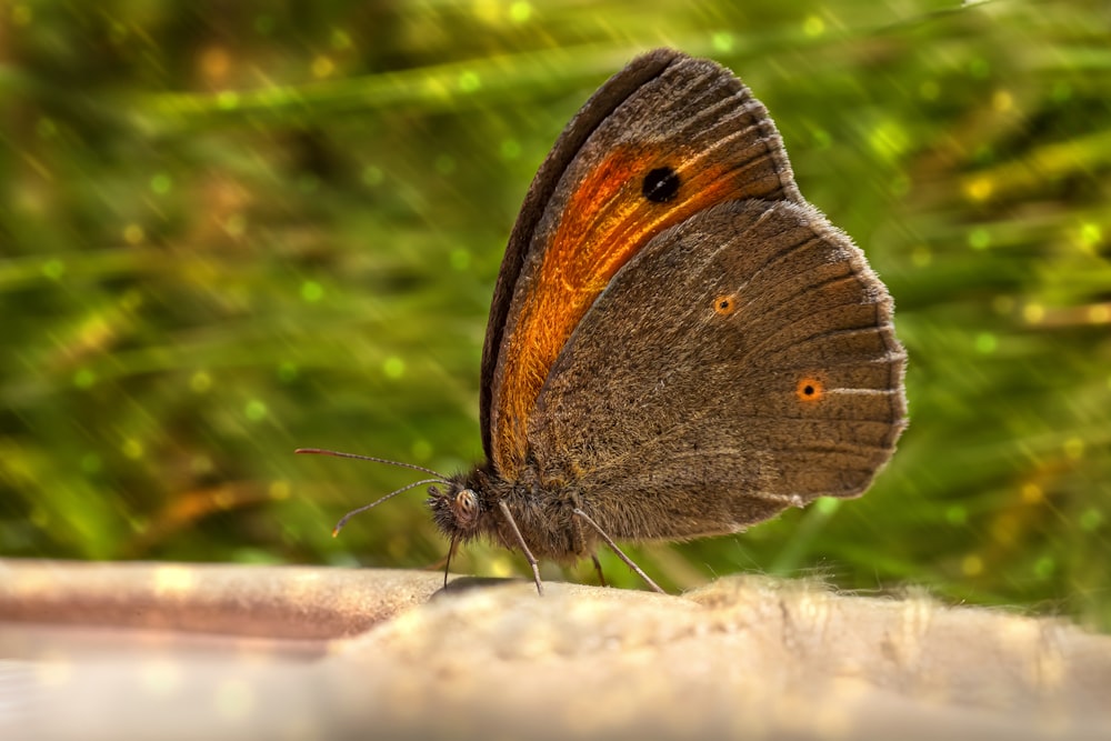 a brown butterfly sitting on top of a white surface