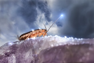 Learn About Cockroaches by NE Region Pest Control