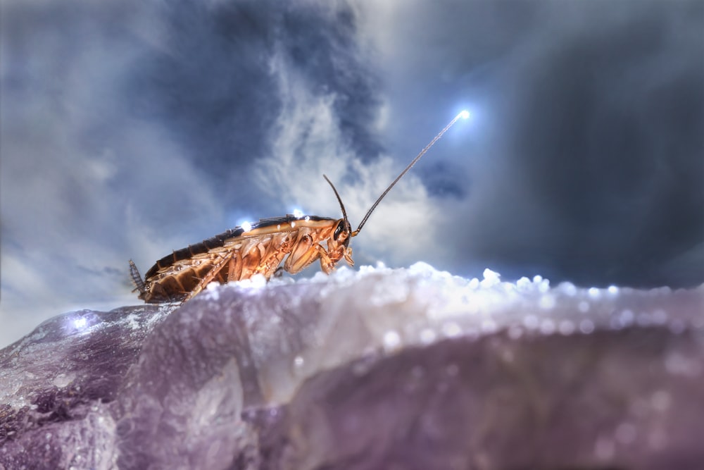 얼음 조각 위에 앉아있는 큰 곤충