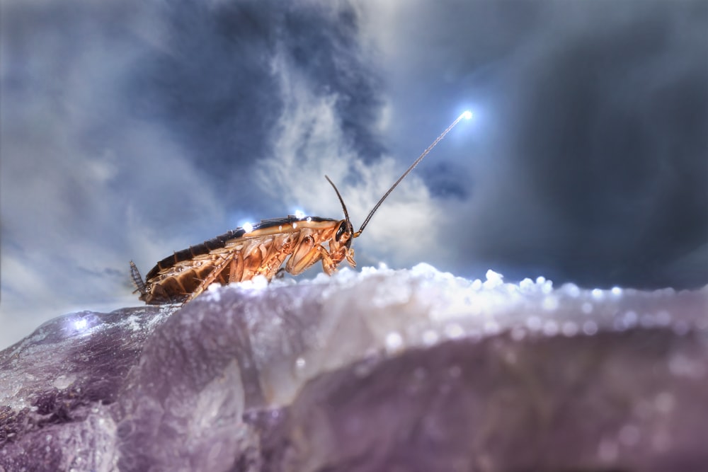 a large insect sitting on top of a piece of ice