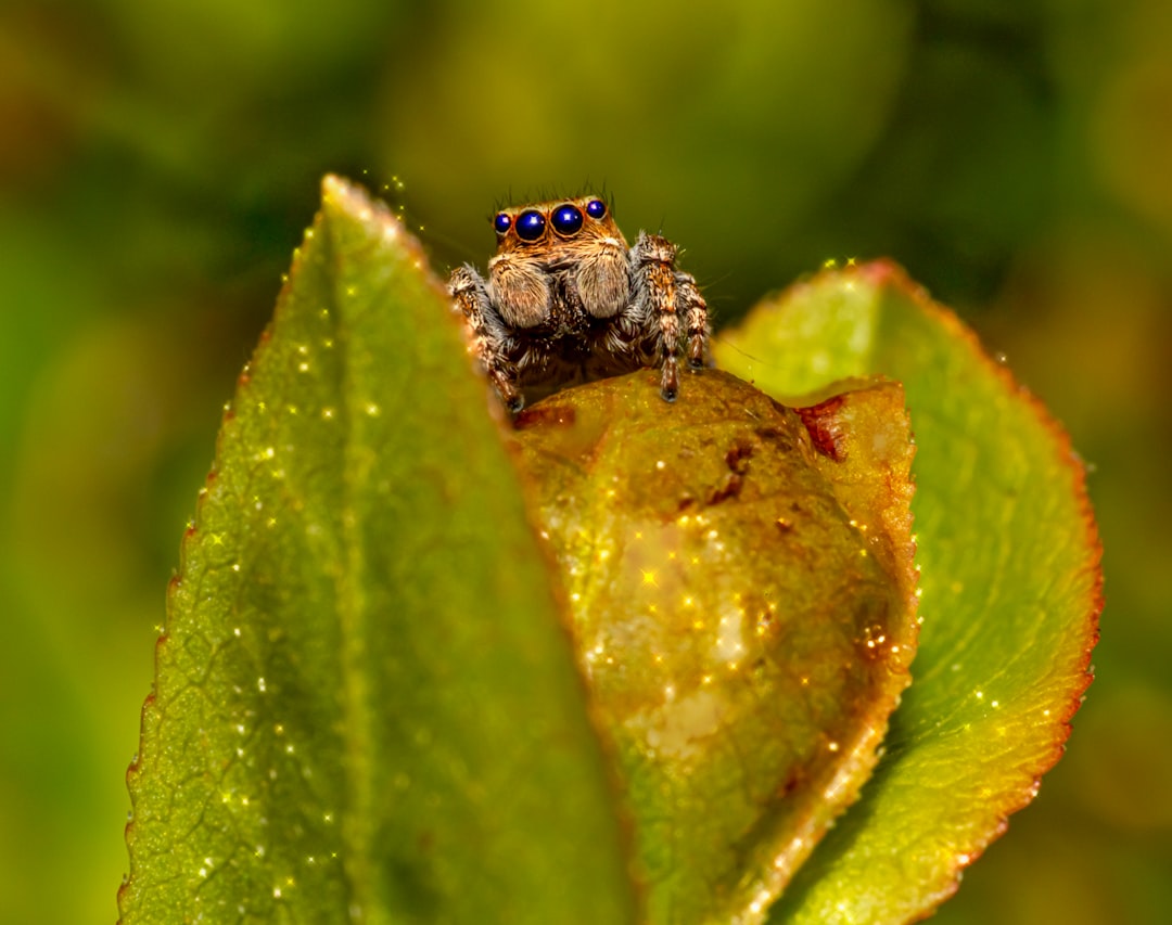 brown and black bug on green leaf