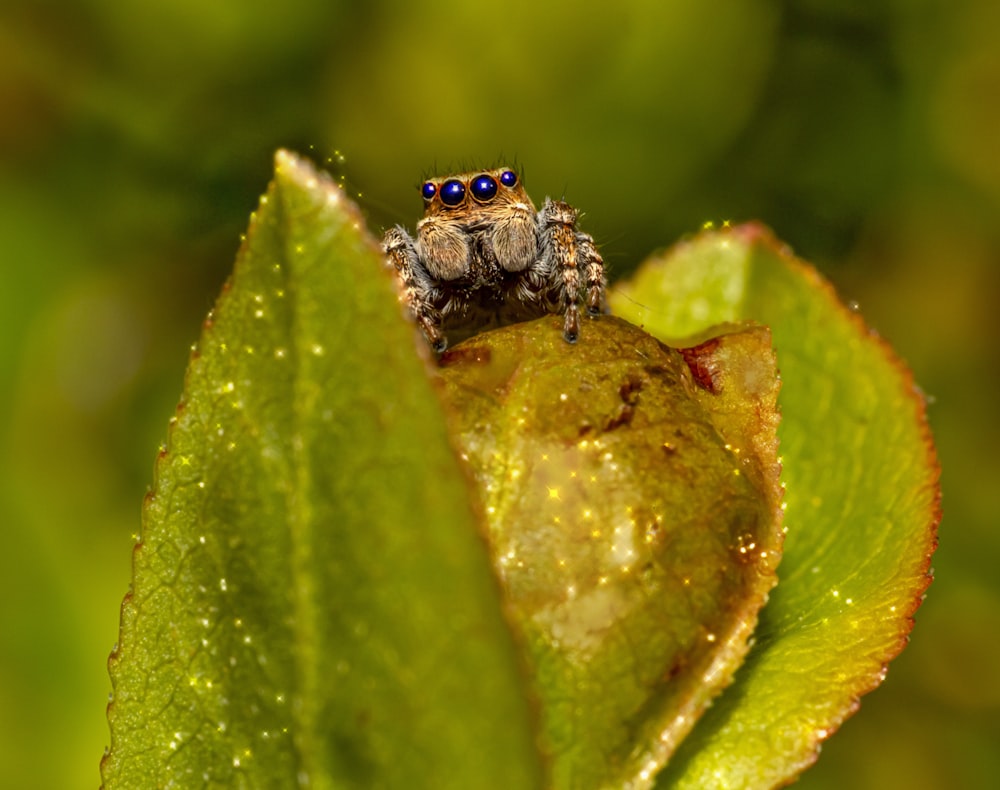 brown and black bug on green leaf