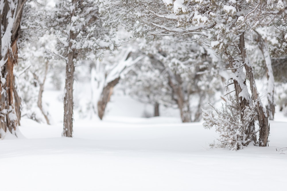 snow covered trees during daytime