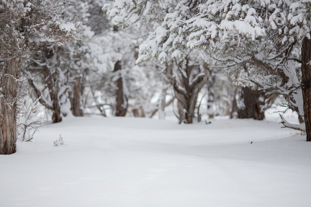 snow covered trees during daytime