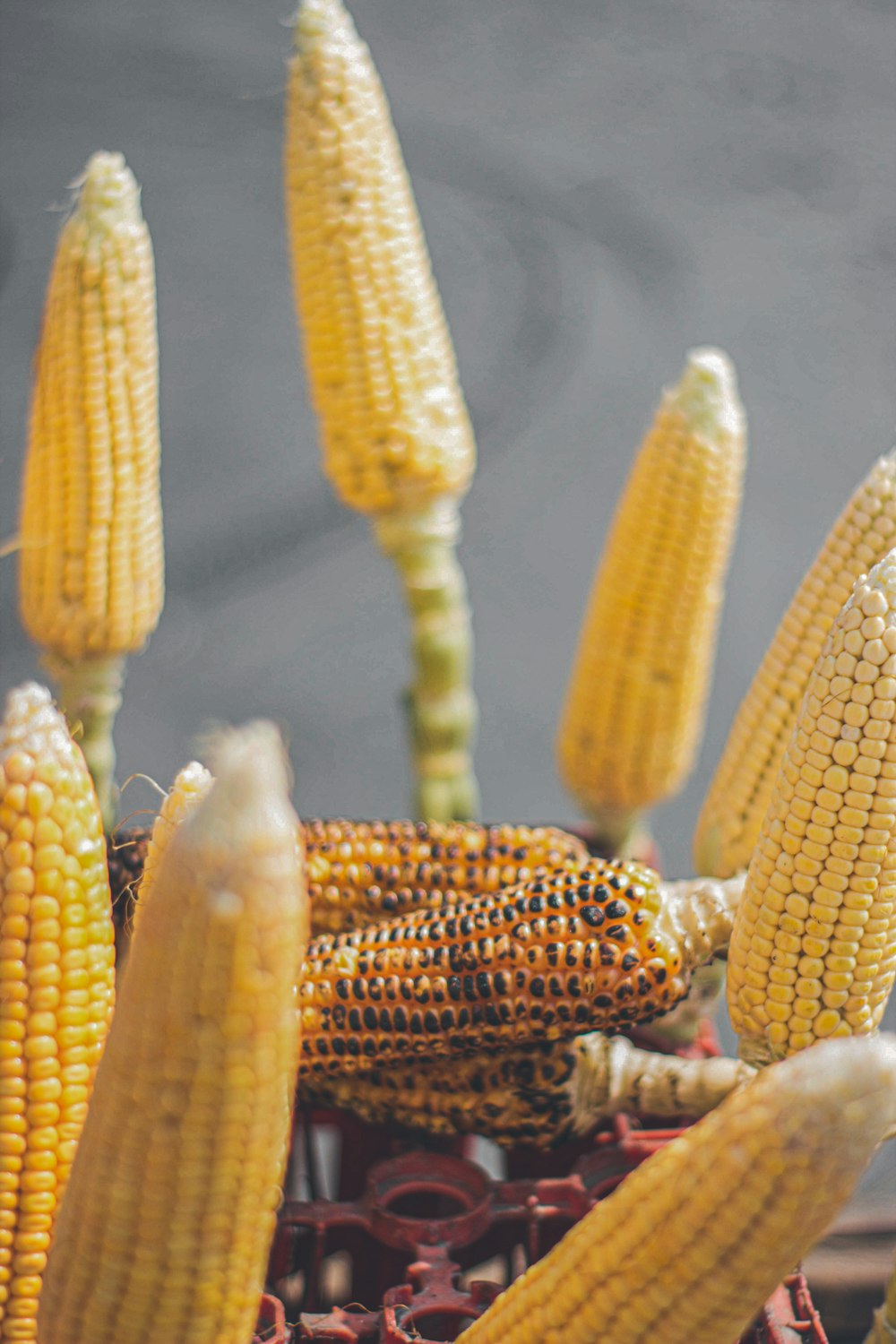 yellow corn in close up photography