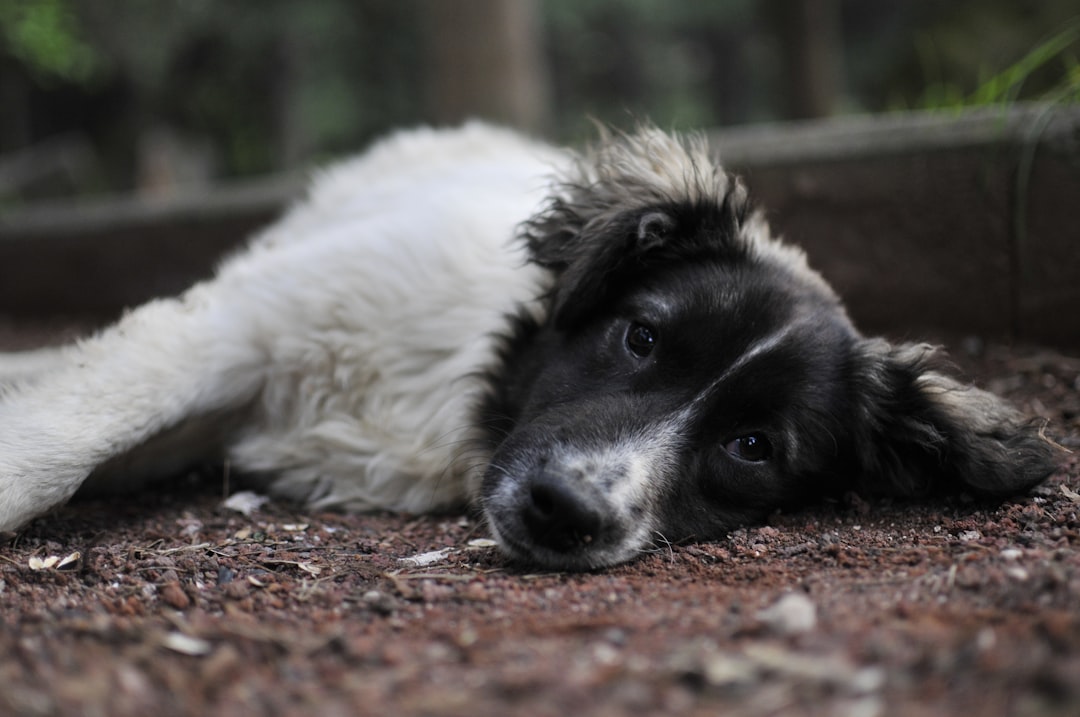 black and white border collie mix lying on ground