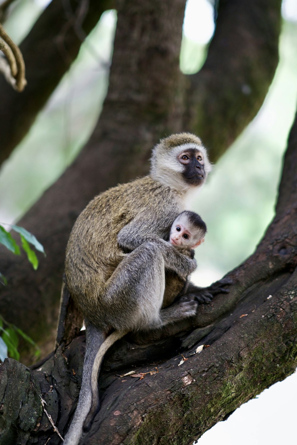 two monkeys on tree branch during daytime