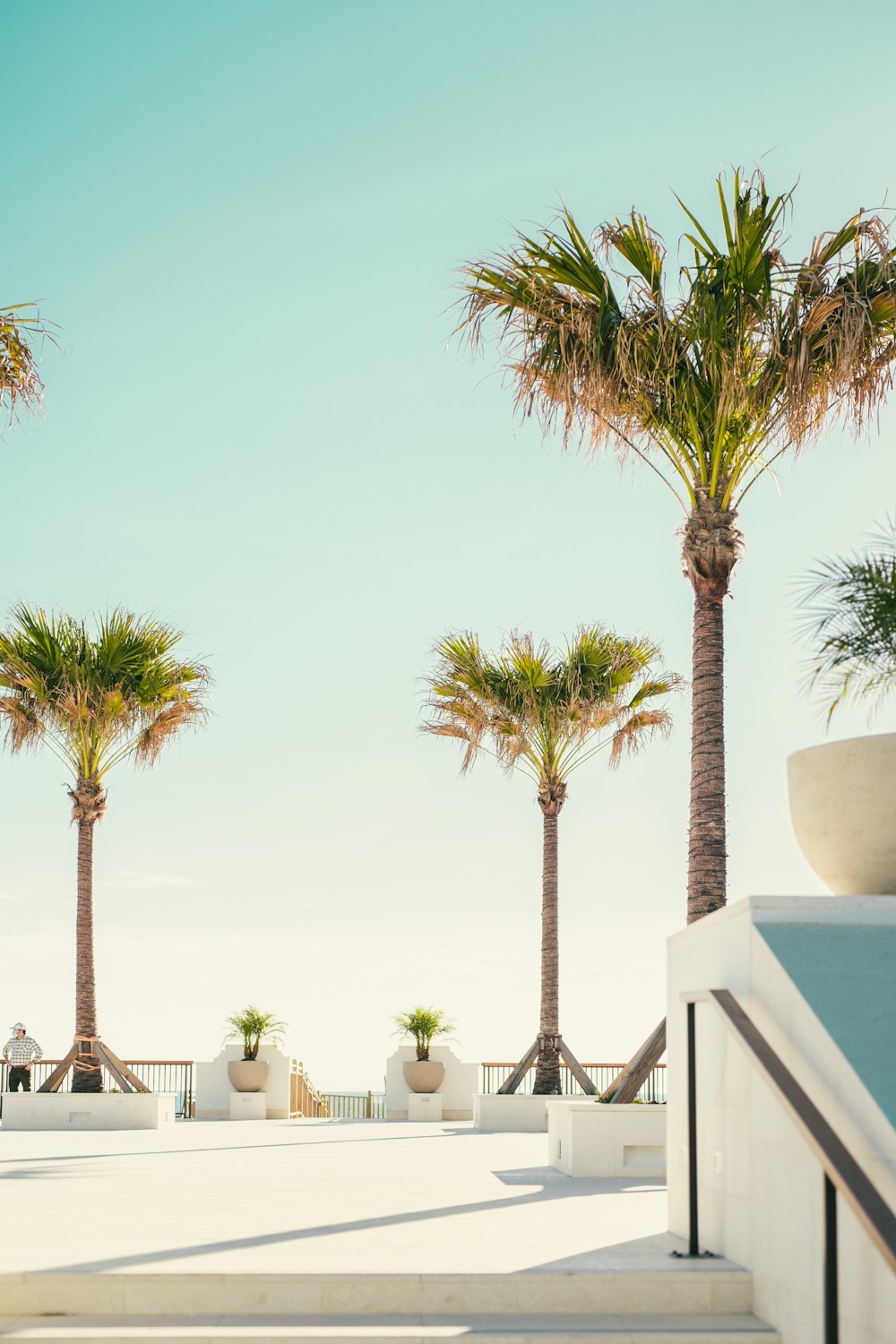 green palm tree near white concrete fence