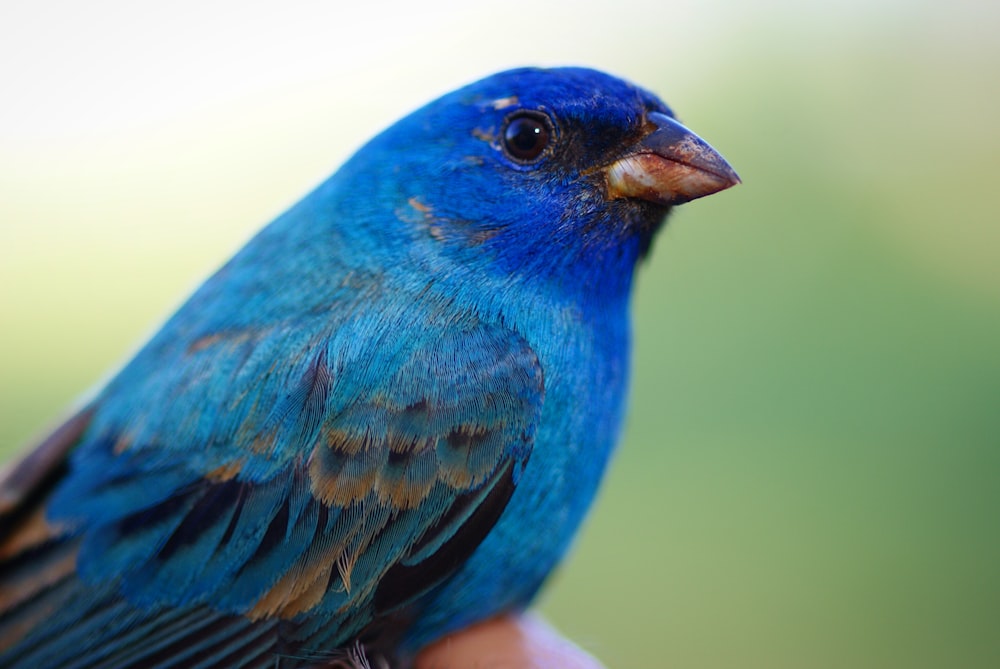 blue bird in close up photography