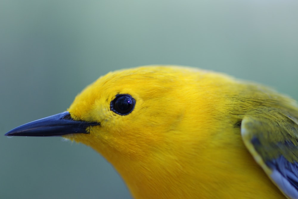 yellow and blue bird on brown tree branch